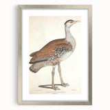 Vintage Animal Art - Edwards Bustard Illustration Print