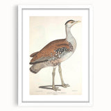 Vintage Animal Art - Edwards Bustard Illustration Print
