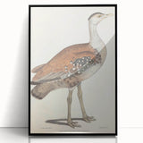 Vintage Animal Art - Edwards Bustard Illustration Print
