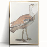 Vintage Animal Art - Edwards Bustard Illustration Print