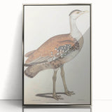 Vintage Animal Art - Edwards Bustard Illustration Print