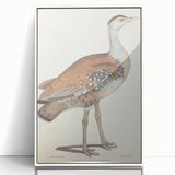 Vintage Animal Art - Edwards Bustard Illustration Print