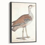 Vintage Animal Art - Edwards Bustard Illustration Print