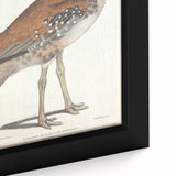 Vintage Animal Art - Edwards Bustard Illustration Print