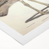 Vintage Animal Art - Edwards Bustard Illustration Print