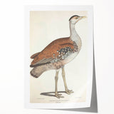 Vintage Animal Art - Edwards Bustard Illustration Print