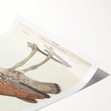 Vintage Animal Art - Edwards Bustard Illustration Print