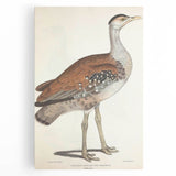 Vintage Animal Art - Edwards Bustard Illustration Print