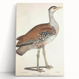 Vintage Animal Art - Edwards Bustard Illustration Print