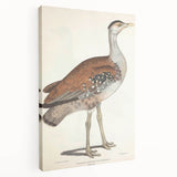 Vintage Animal Art - Edwards Bustard Illustration Print