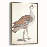 Vintage Animal Art - Edwards Bustard Illustration Print