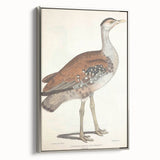 Vintage Animal Art - Edwards Bustard Illustration Print