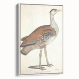Vintage Animal Art - Edwards Bustard Illustration Print