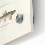 Vintage Animal Art - Fish Species Illustration Print