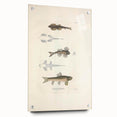 Vintage Animal Art - Fish Species Illustration Print