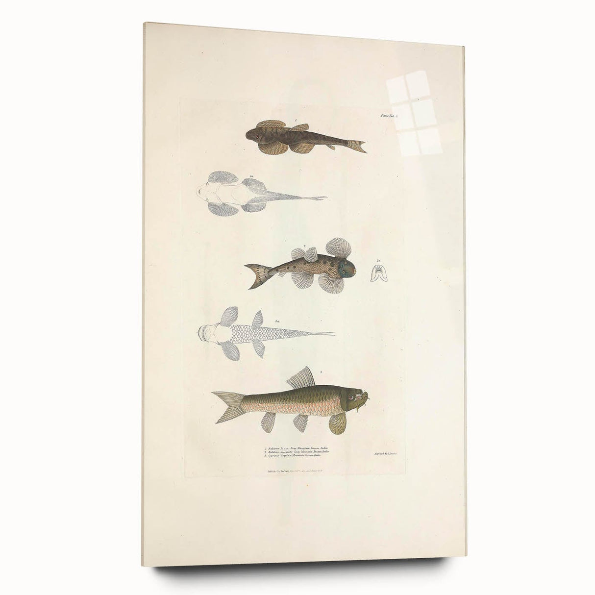 Vintage Animal Art - Fish Species Illustration Print