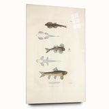 Vintage Animal Art - Fish Species Illustration Print