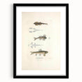 Vintage Animal Art - Fish Species Illustration Print
