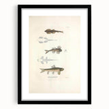 Vintage Animal Art - Fish Species Illustration Print