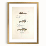 Vintage Animal Art - Fish Species Illustration Print