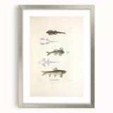 Vintage Animal Art - Fish Species Illustration Print