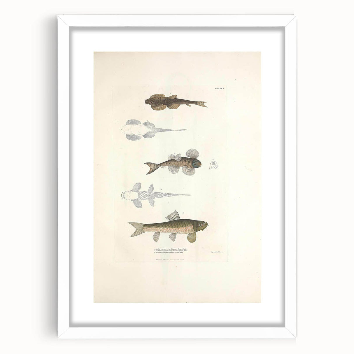 Vintage Animal Art - Fish Species Illustration Print