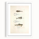 Vintage Animal Art - Fish Species Illustration Print