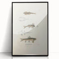 Vintage Animal Art - Fish Species Illustration Print