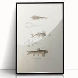Vintage Animal Art - Fish Species Illustration Print