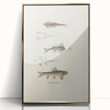 Vintage Animal Art - Fish Species Illustration Print