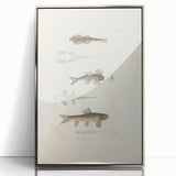 Vintage Animal Art - Fish Species Illustration Print