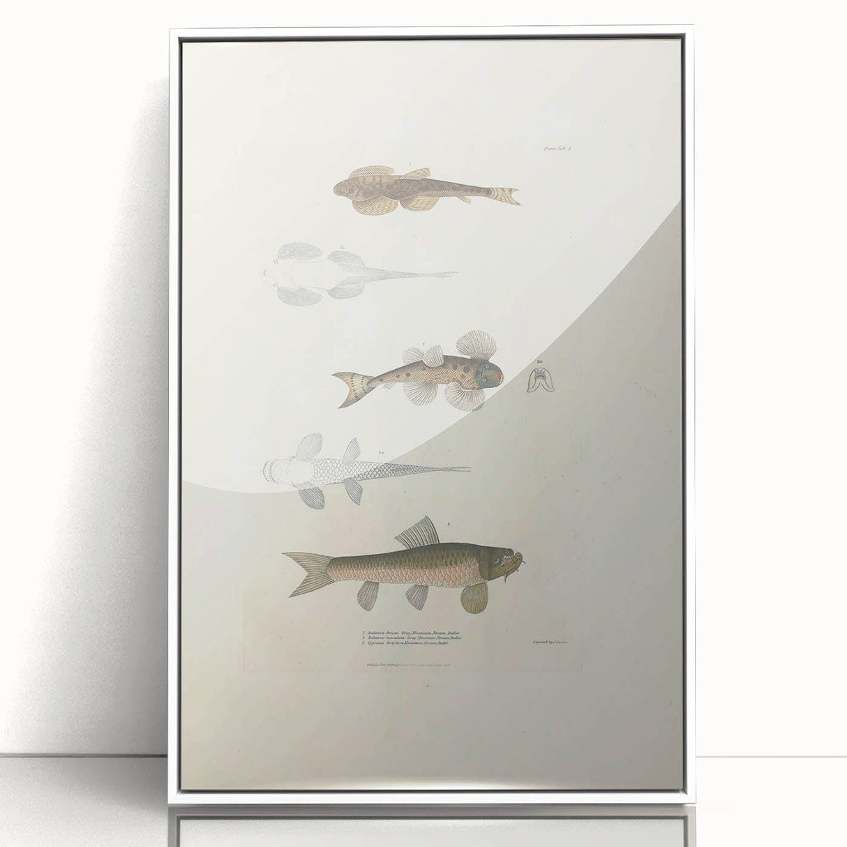 Vintage Animal Art - Fish Species Illustration Print