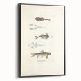 Vintage Animal Art - Fish Species Illustration Print