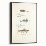 Vintage Animal Art - Fish Species Illustration Print
