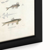 Vintage Animal Art - Fish Species Illustration Print