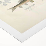 Vintage Animal Art - Fish Species Illustration Print