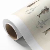 Vintage Animal Art - Fish Species Illustration Print