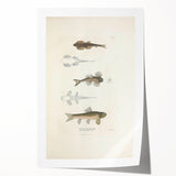 Vintage Animal Art - Fish Species Illustration Print