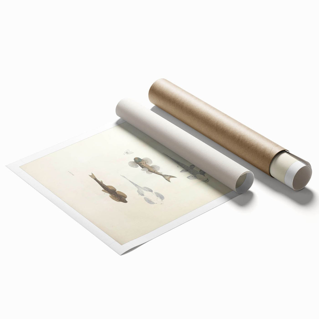 Vintage Animal Art - Fish Species Illustration Print