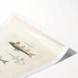 Vintage Animal Art - Fish Species Illustration Print
