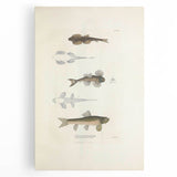 Vintage Animal Art - Fish Species Illustration Print