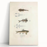 Vintage Animal Art - Fish Species Illustration Print