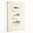Vintage Animal Art - Fish Species Illustration Print