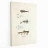 Vintage Animal Art - Fish Species Illustration Print