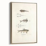Vintage Animal Art - Fish Species Illustration Print