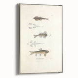 Vintage Animal Art - Fish Species Illustration Print