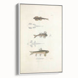 Vintage Animal Art - Fish Species Illustration Print