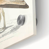 Vintage Animal Art: Marbled Bustard Illustration