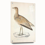 Vintage Animal Art: Marbled Bustard Illustration