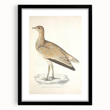 Vintage Animal Art: Marbled Bustard Illustration